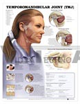 Temporomandibular Joint (TMJ) Anatomical Chart